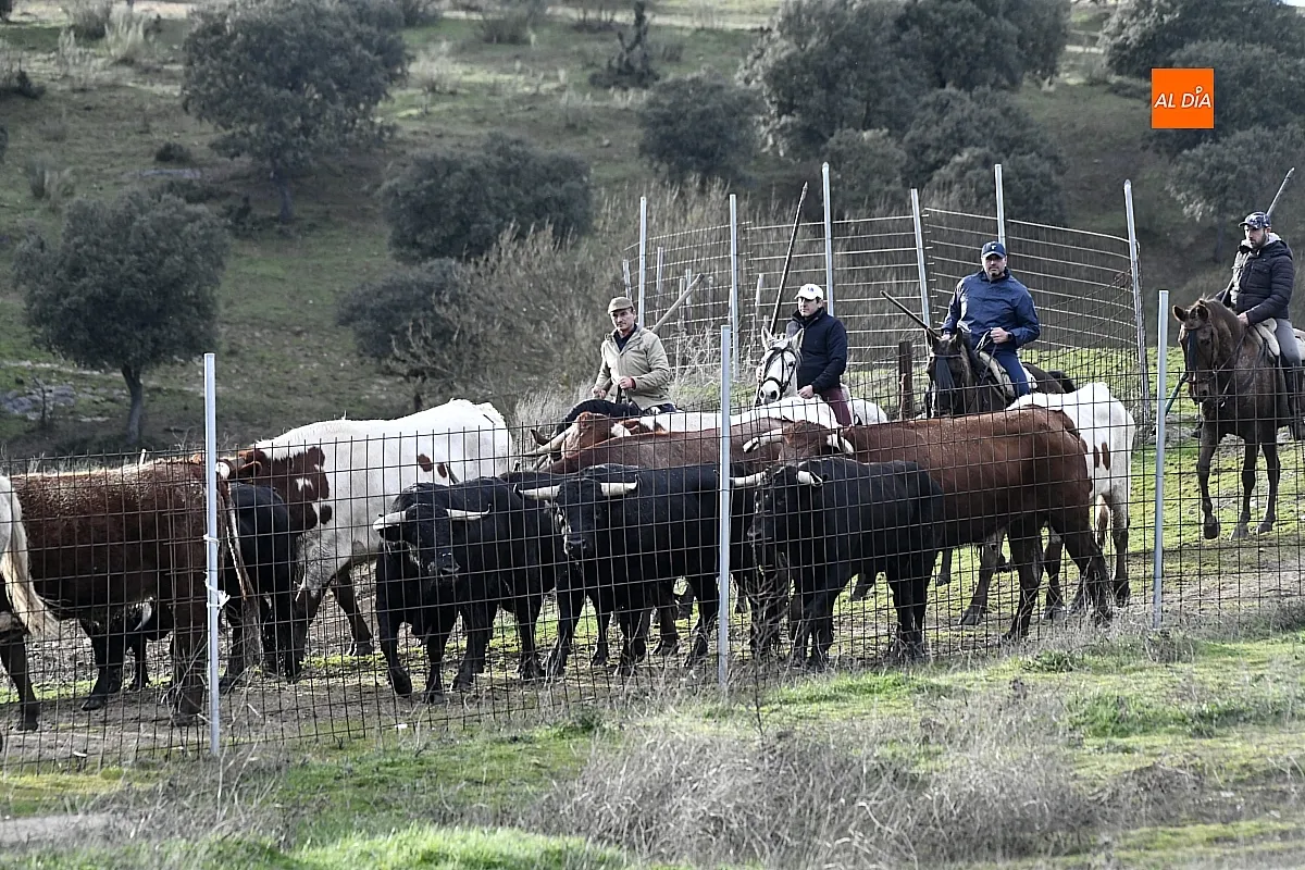 Trabajos de hermanamiento de los toros del Encierro a Caballo