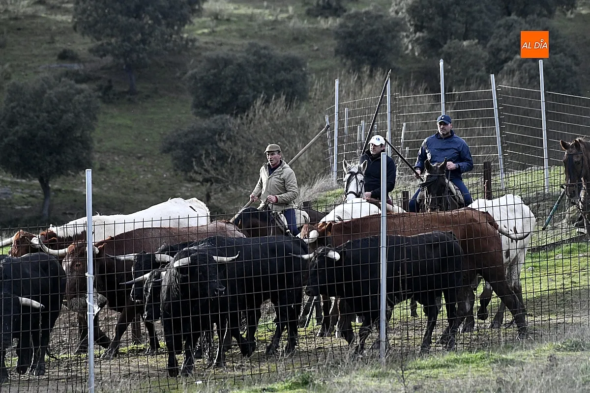 Trabajos de hermanamiento de los toros del Encierro a Caballo