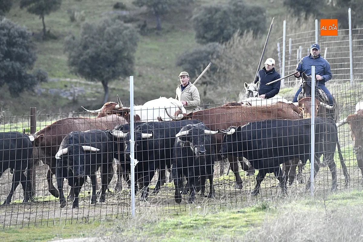 Trabajos de hermanamiento de los toros del Encierro a Caballo