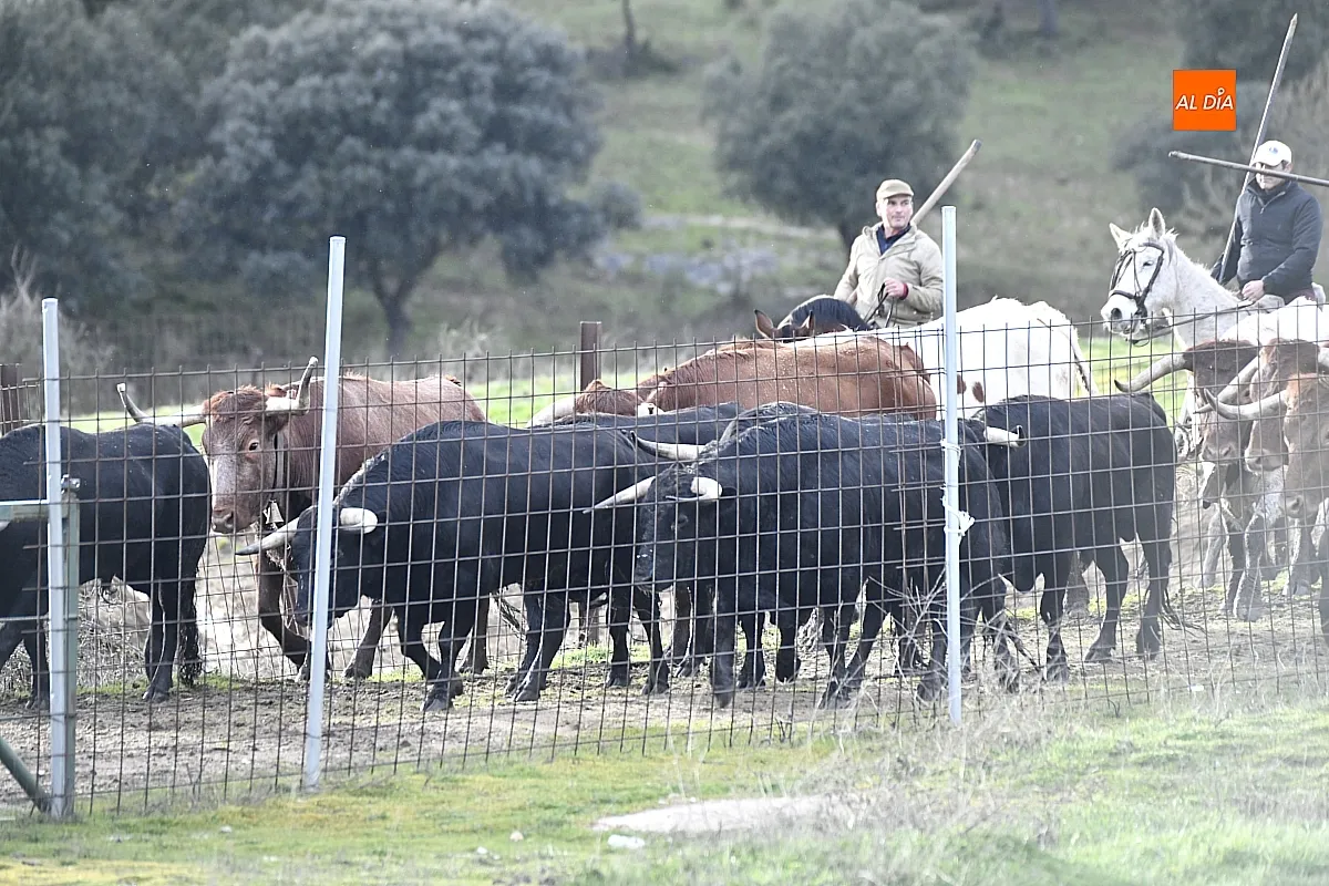 Trabajos de hermanamiento de los toros del Encierro a Caballo