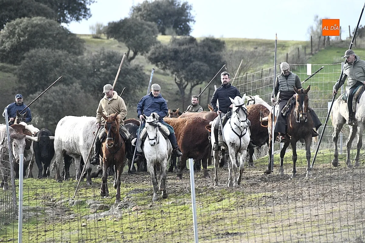 Trabajos de hermanamiento de los toros del Encierro a Caballo
