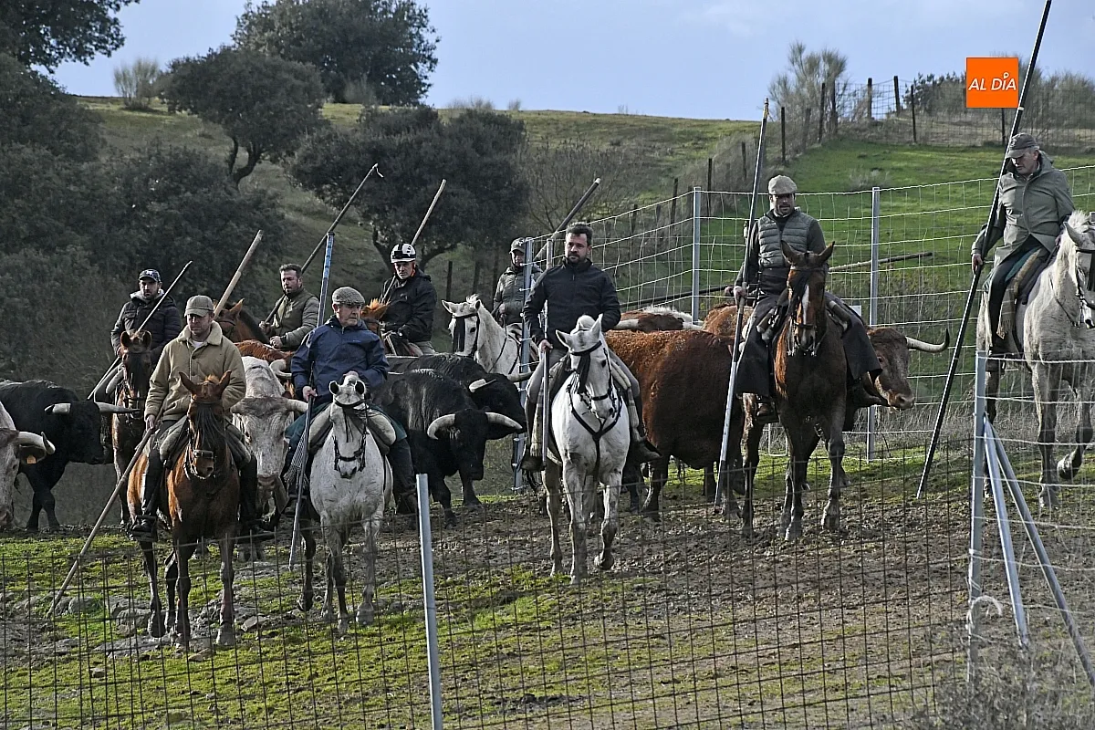 Trabajos de hermanamiento de los toros del Encierro a Caballo