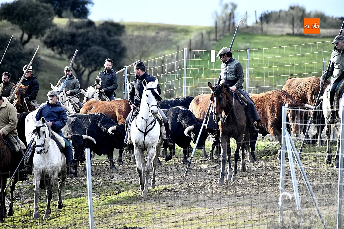Trabajos de hermanamiento de los toros del Encierro a Caballo
