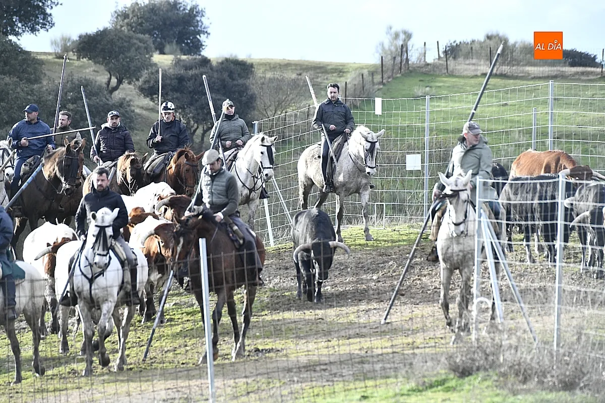 Trabajos de hermanamiento de los toros del Encierro a Caballo