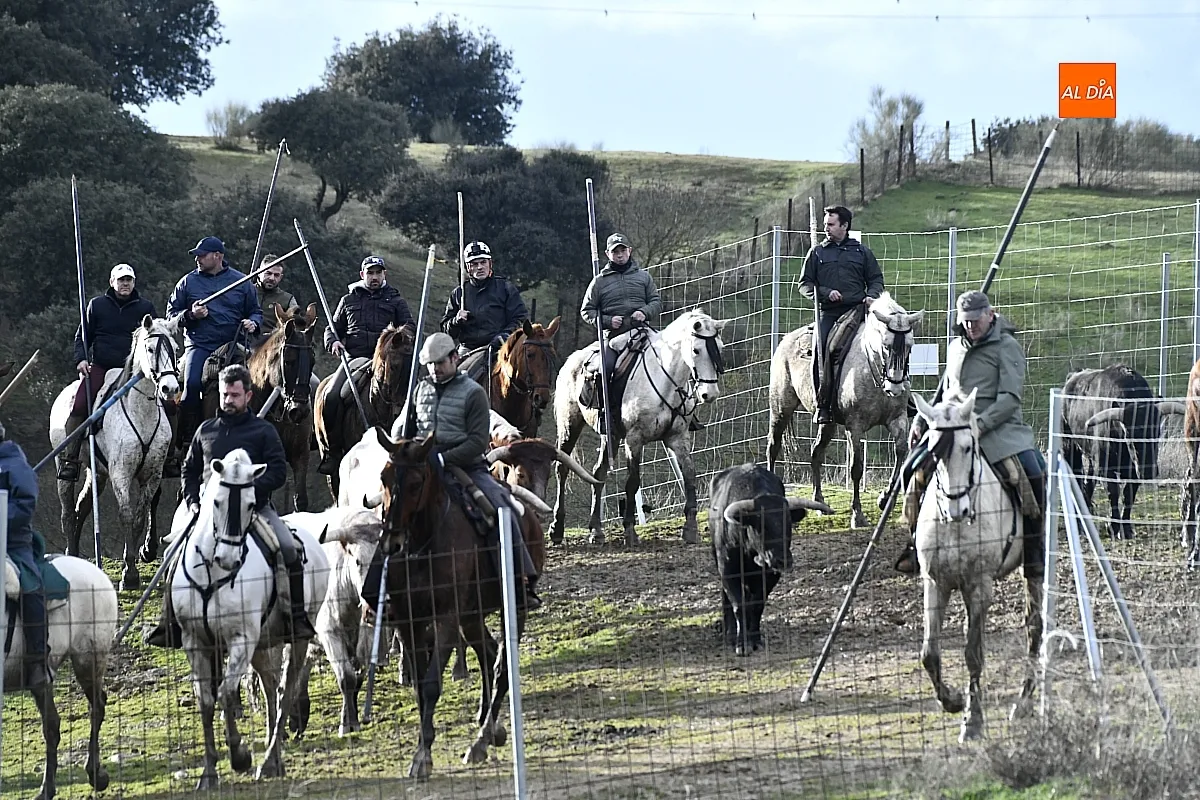 Trabajos de hermanamiento de los toros del Encierro a Caballo