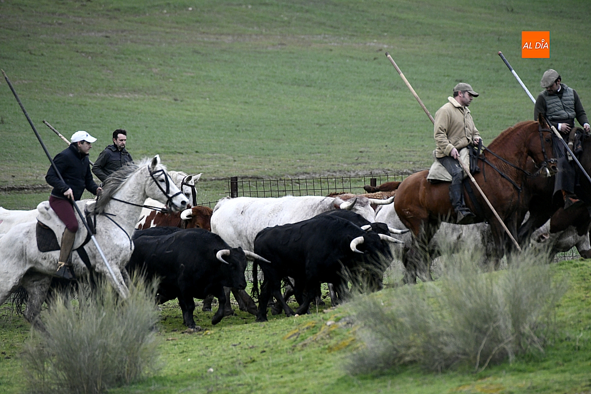 A buen ritmo encabestrado toros Encierro a Caballo carnaval toro