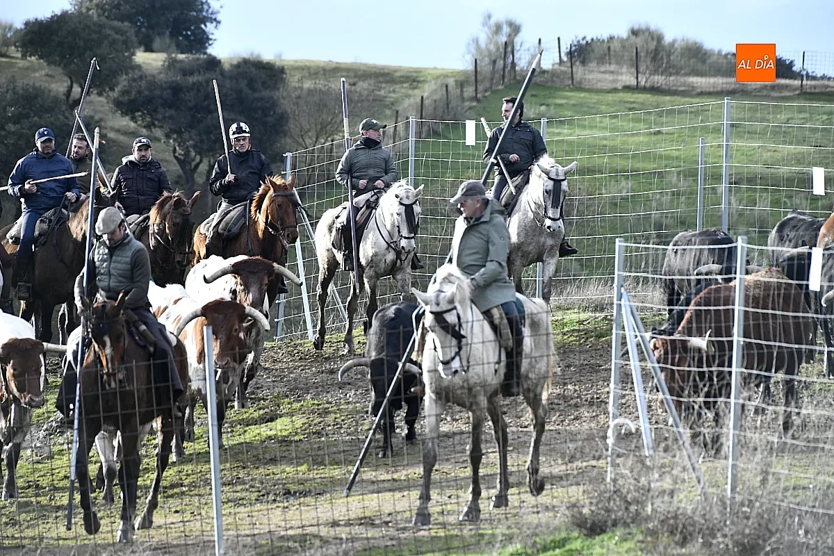 Trabajos de hermanamiento de los toros del Encierro a Caballo