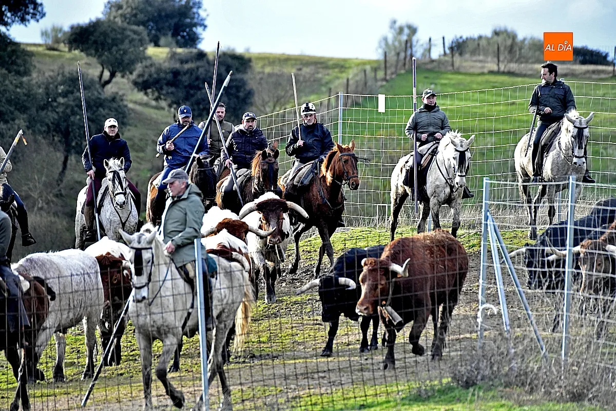 Trabajos de hermanamiento de los toros del Encierro a Caballo