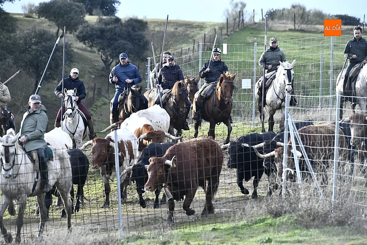 Trabajos de hermanamiento de los toros del Encierro a Caballo