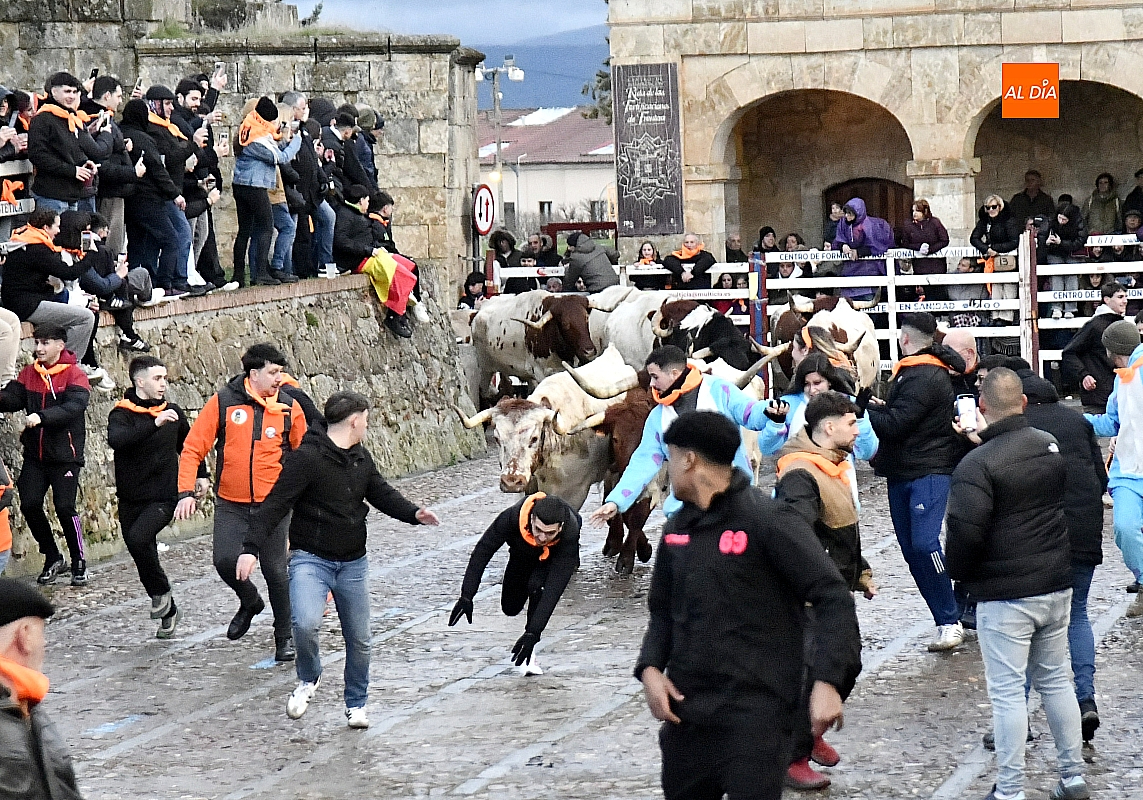 Encierro de bueyes rápido y limpio en el Carnaval del Toro