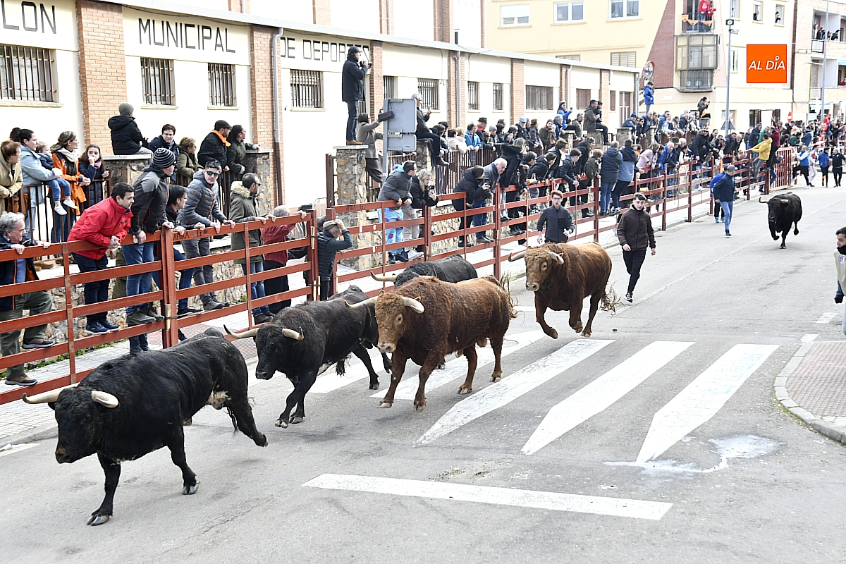 El toro número 23 de Hermanos Sánchez Herrero, elegido Toro más bravo del Carnaval del Toro 2026 de Ciudad Rodrigo 