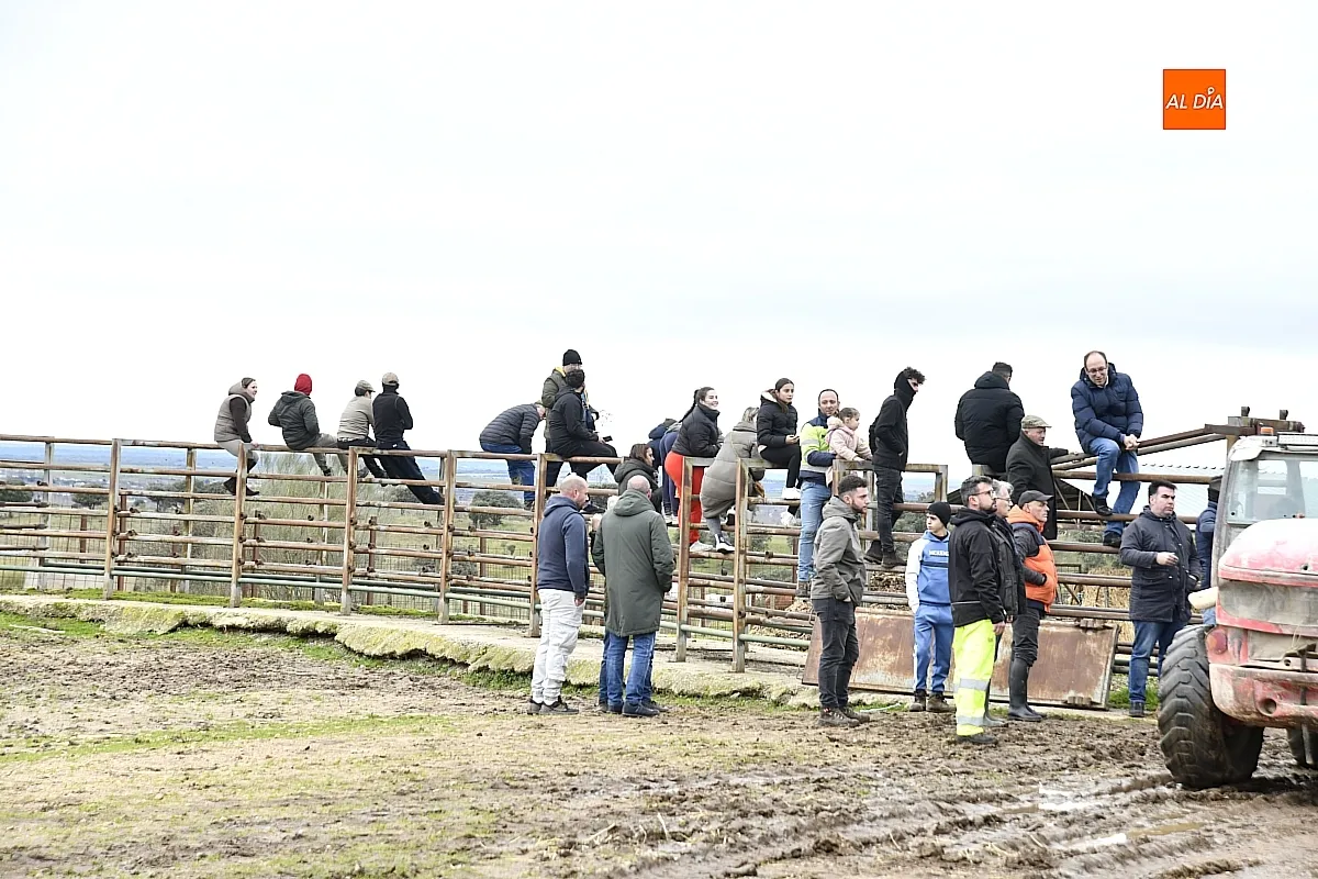 Llegada a Casasola de los toros del Encierro a Caballo