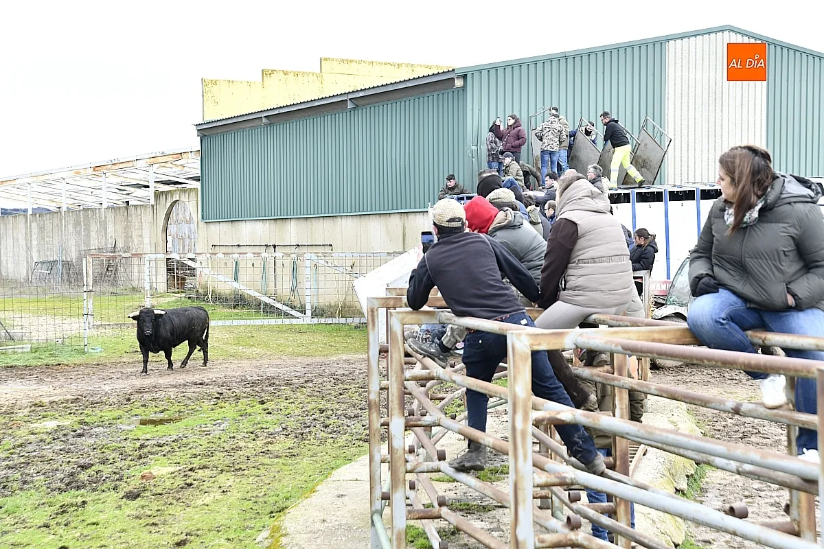 Llegada a Casasola de los toros del Encierro a Caballo