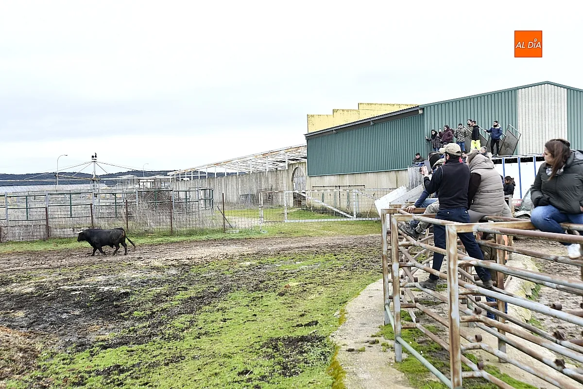 Llegada a Casasola de los toros del Encierro a Caballo