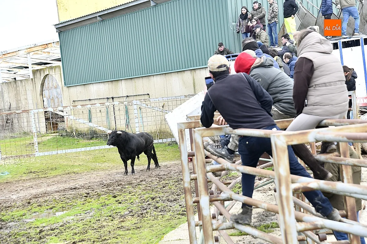 Llegada a Casasola de los toros del Encierro a Caballo