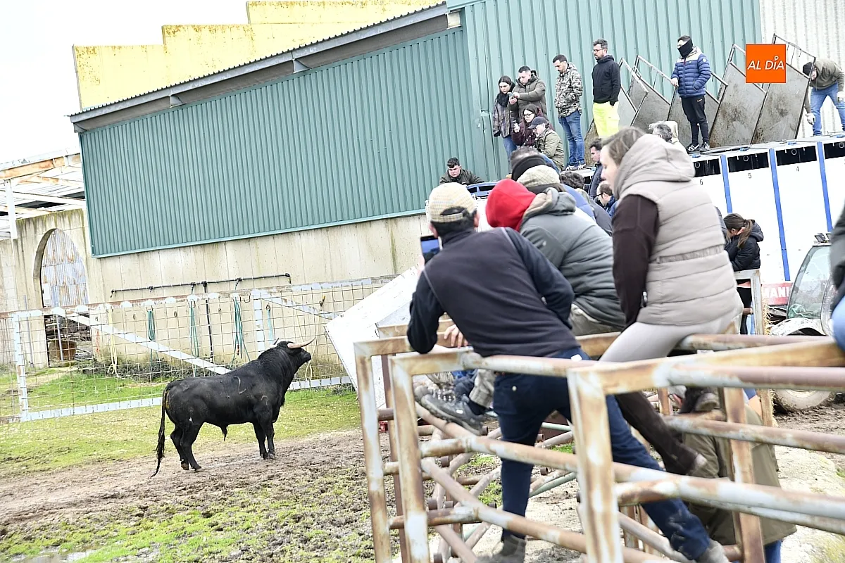 Llegada a Casasola de los toros del Encierro a Caballo