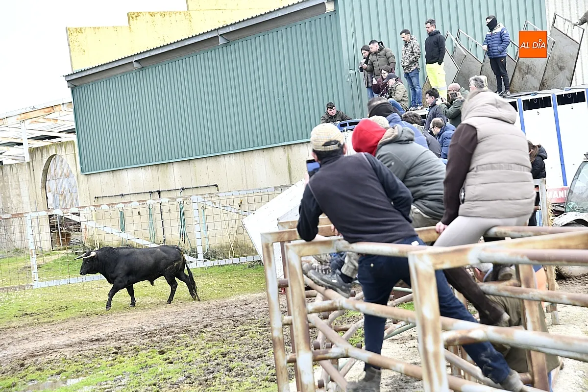 Llegada a Casasola de los toros del Encierro a Caballo