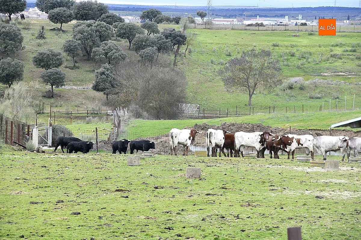 Llegada a Casasola de los toros del Encierro a Caballo