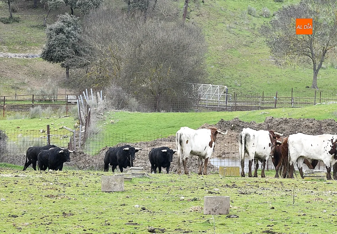 Llegada a Casasola de los toros del Encierro a Caballo