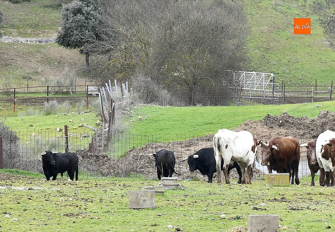 Llegada a Casasola de los toros del Encierro a Caballo