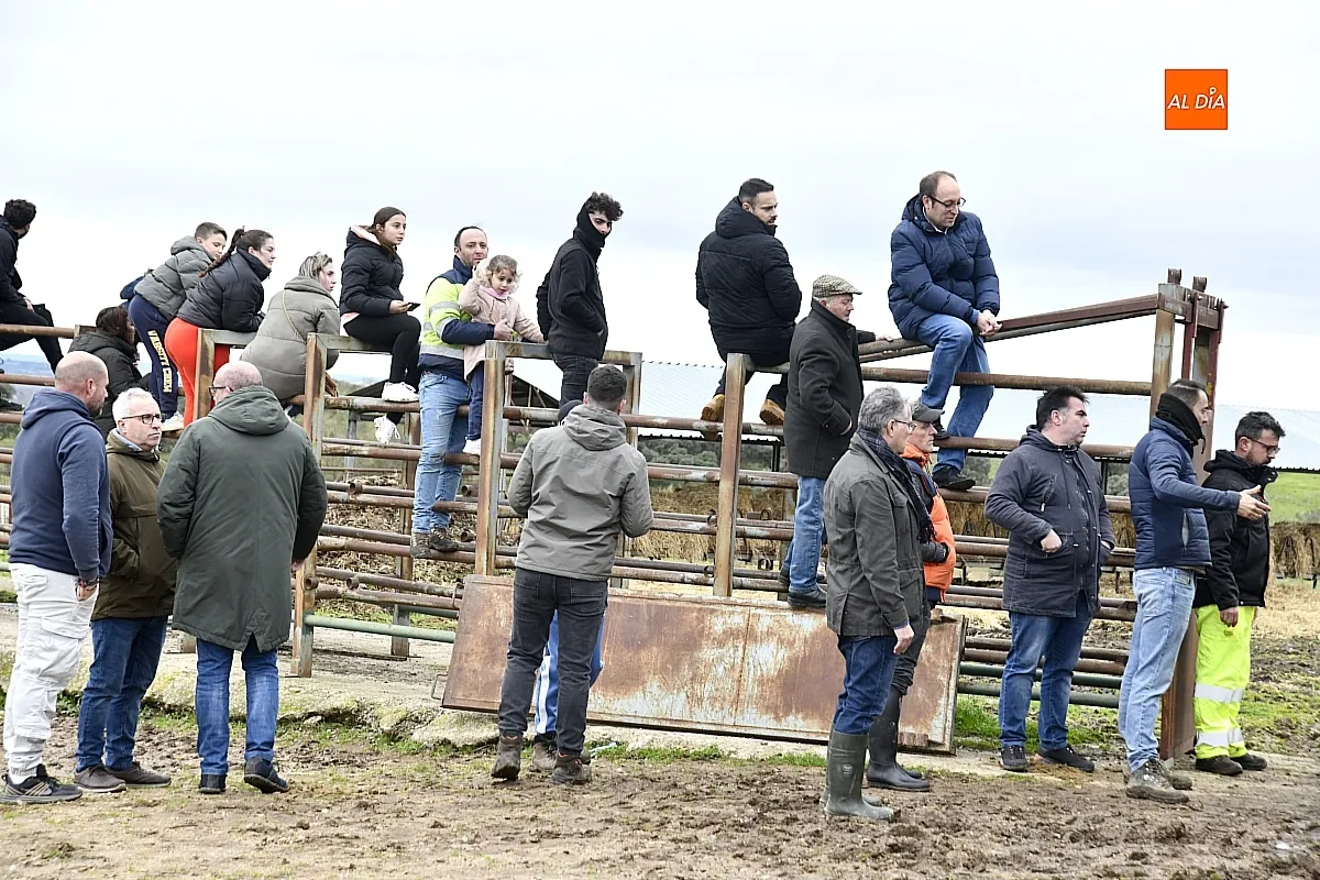 Llegada a Casasola de los toros del Encierro a Caballo