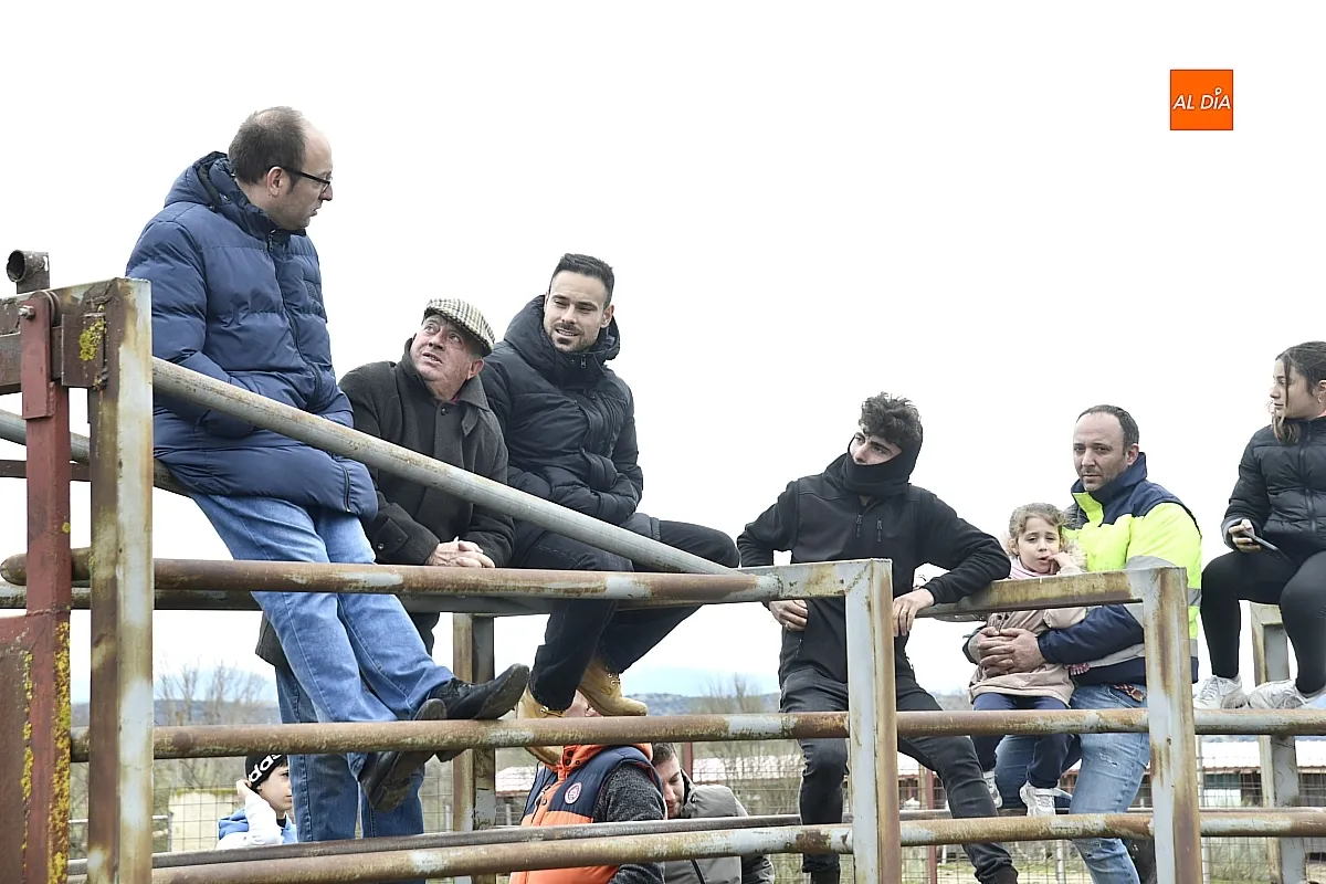 Llegada a Casasola de los toros del Encierro a Caballo