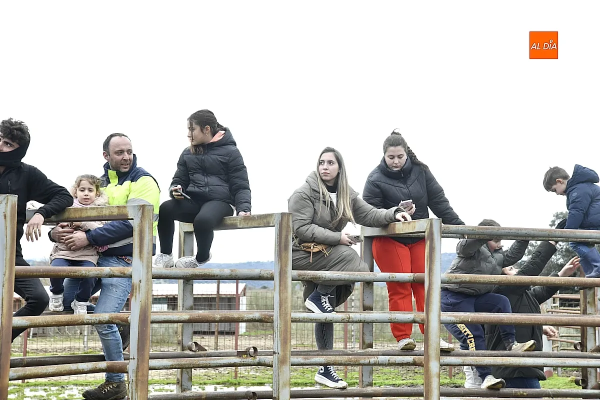 Llegada a Casasola de los toros del Encierro a Caballo