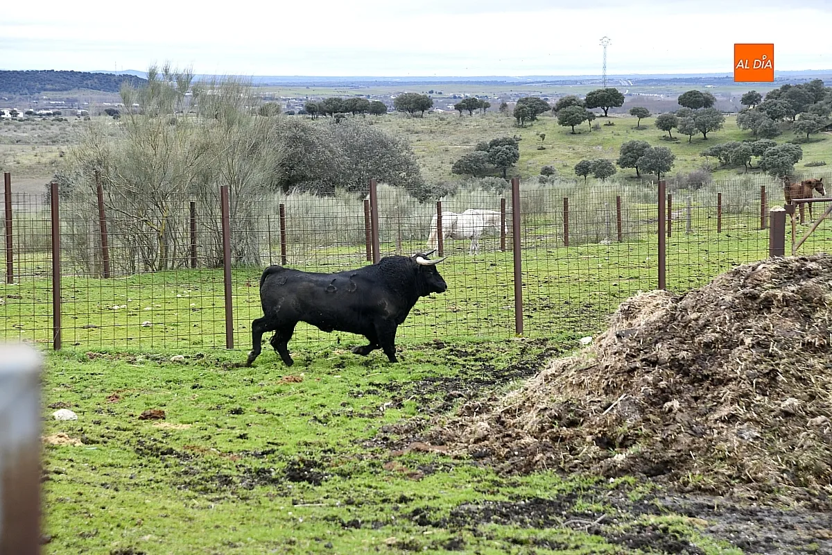 Llegada a Casasola de los toros del Encierro a Caballo