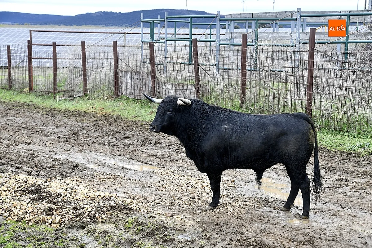 Llegada a Casasola de los toros del Encierro a Caballo