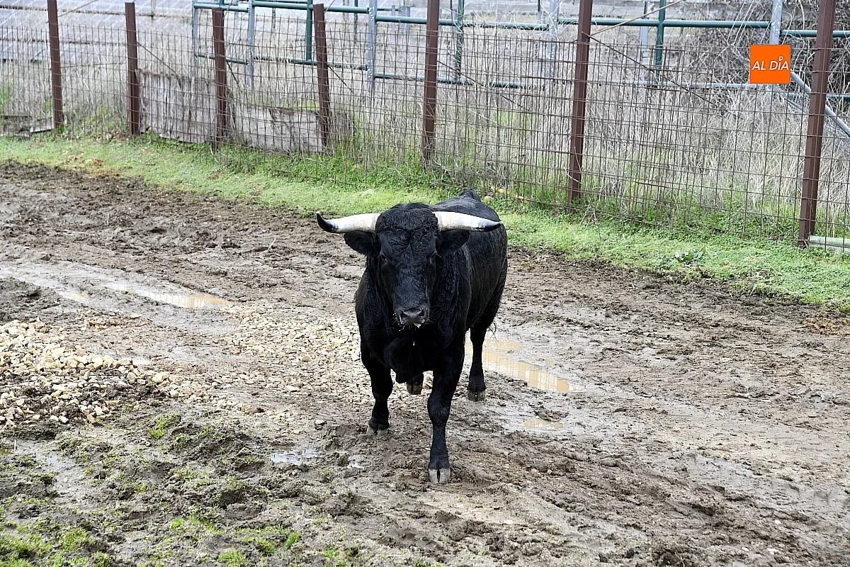 Llegada a Casasola de los toros del Encierro a Caballo