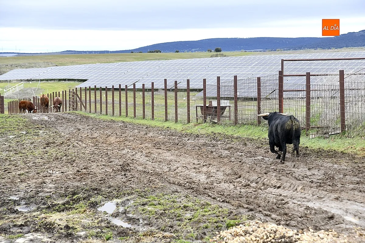 Llegada a Casasola de los toros del Encierro a Caballo