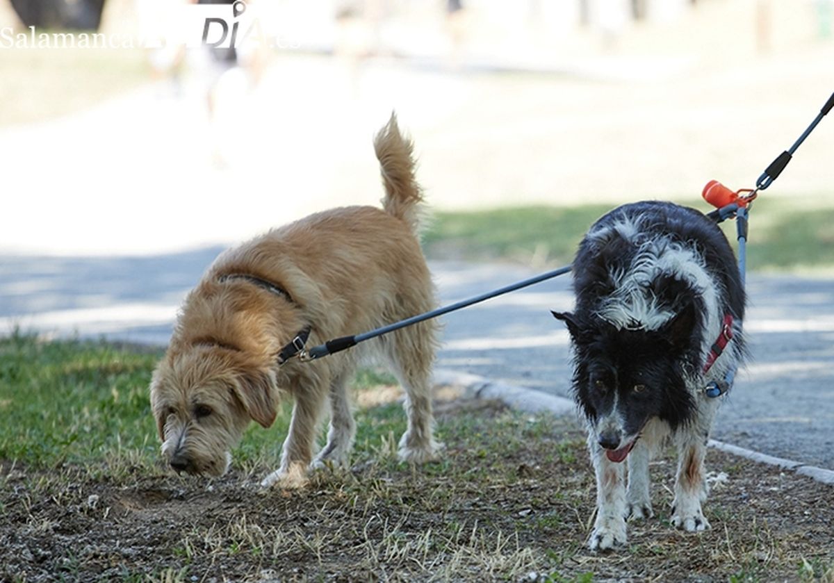 Recogida de alimentos para animales en E.Leclerc Salamanca y Fundación Luna