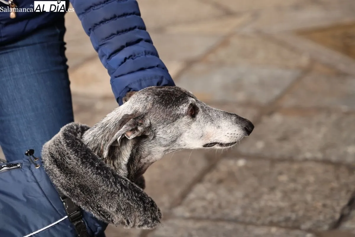 La Plataforma NAC exige en la Plaza Mayor el fin de la caza y la protección de los galgos | FOTOS: David Sañudo 