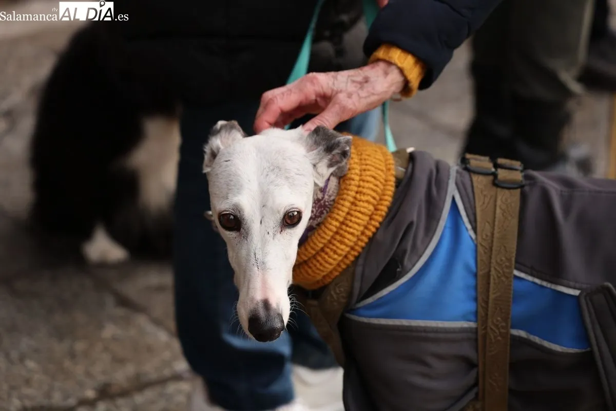 La Plataforma NAC exige en la Plaza Mayor el fin de la caza y la protección de los galgos | FOTOS: David Sañudo 
