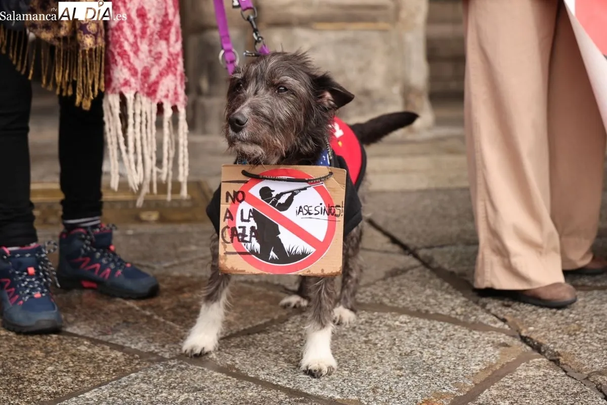 La Plataforma NAC exige en la Plaza Mayor el fin de la caza y la protección de los galgos | FOTOS: David Sañudo 