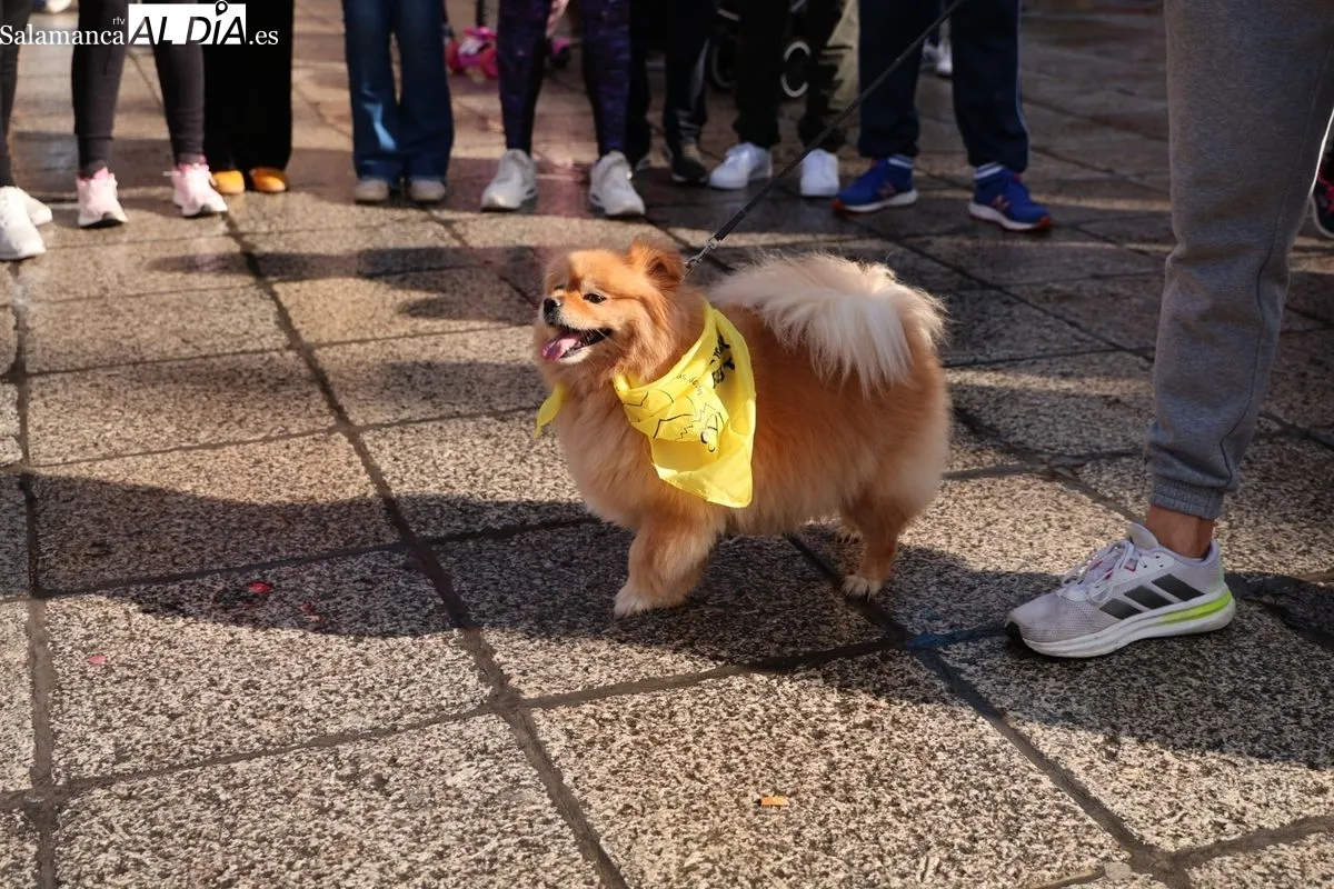 Salamanca se tiñe de amarillo con la 'Marea Amarilla' de AERSCYL para visibilizar las enfermedades raras | FOTOS: David Sañudo 