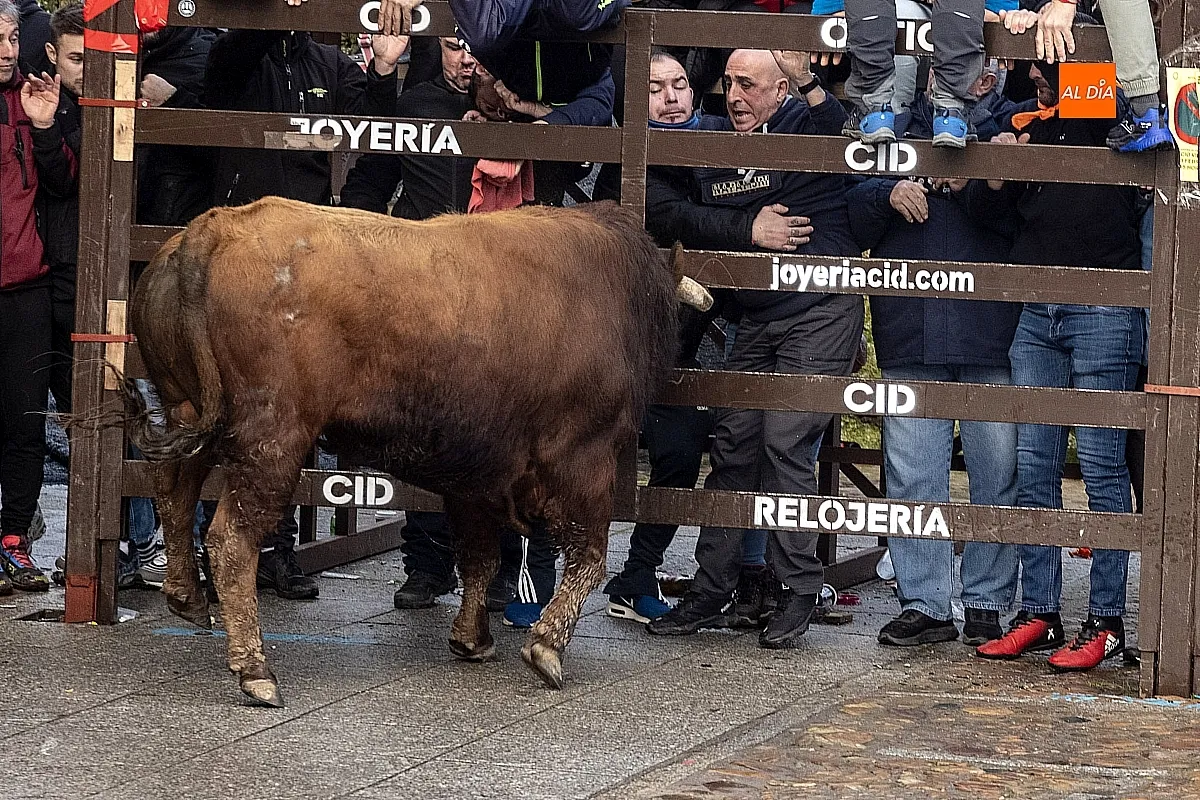Toro del Aguardiente Ciudad Rodrigo