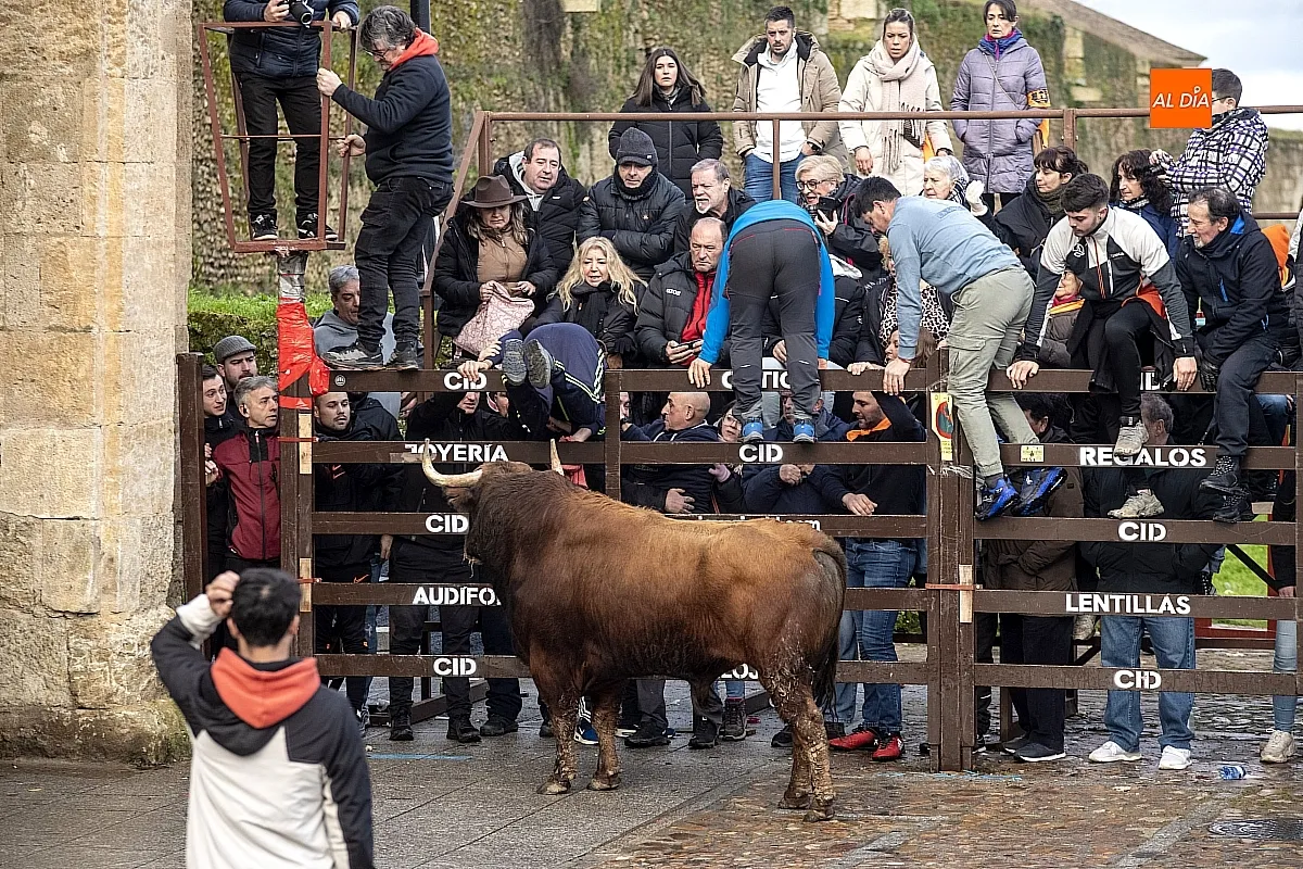 Toro del Aguardiente Ciudad Rodrigo