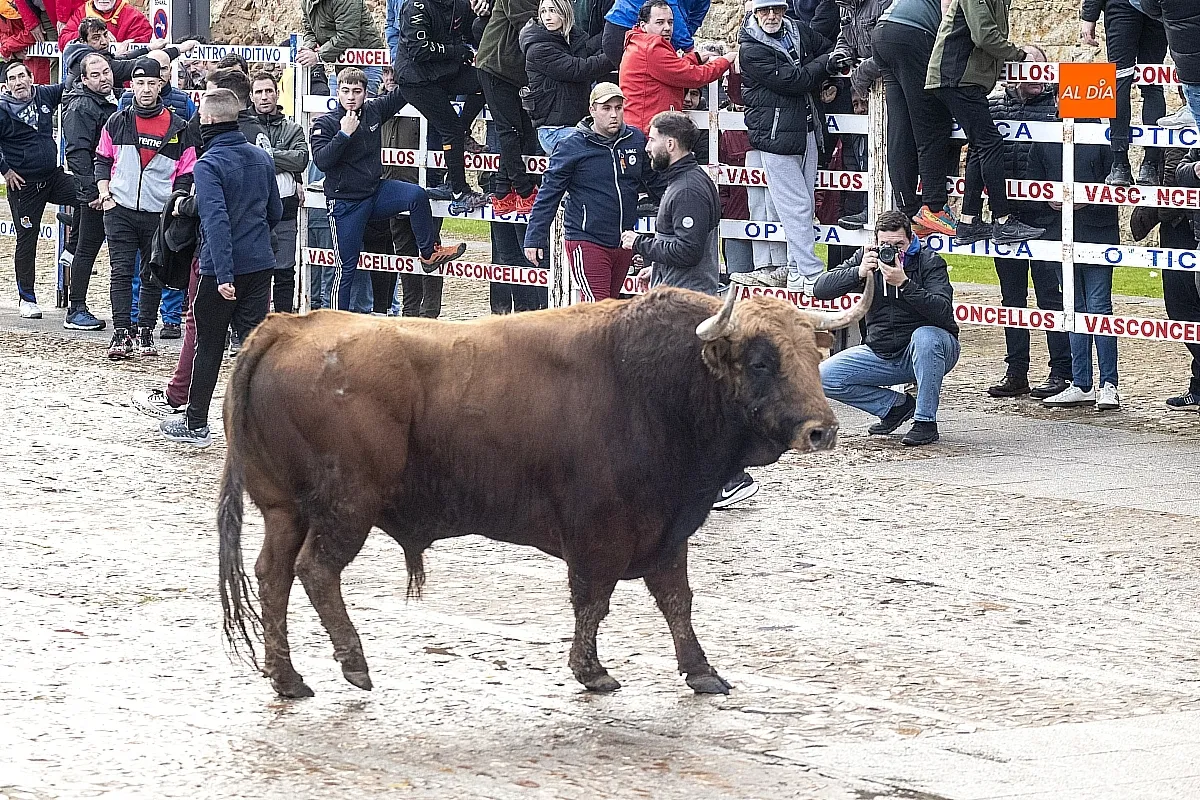 Toro del Aguardiente Ciudad Rodrigo