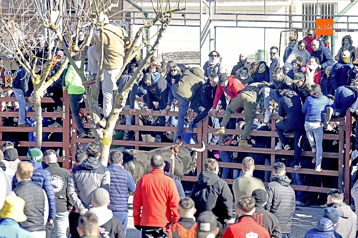 Toro del Antruejo