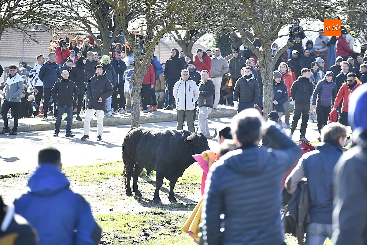 Toro del Antruejo