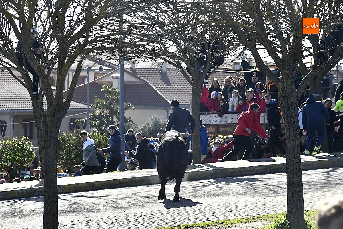 Toro del Antruejo