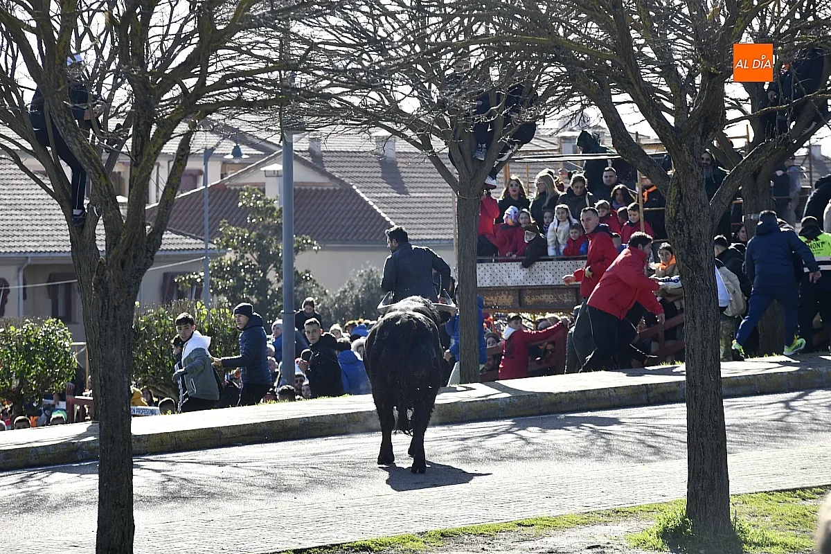 Toro del Antruejo