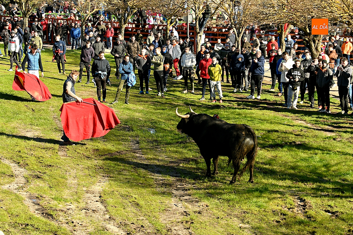 El Toro del Antruejo homenajea a Taquio en Ciudad Rodrigo