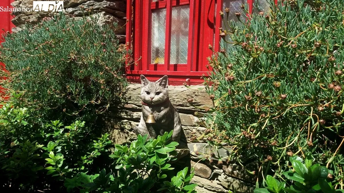 La Rua dos Gatos, en São João da Pesqueira (Douro, Portugal) | MARTÍN-GARAY