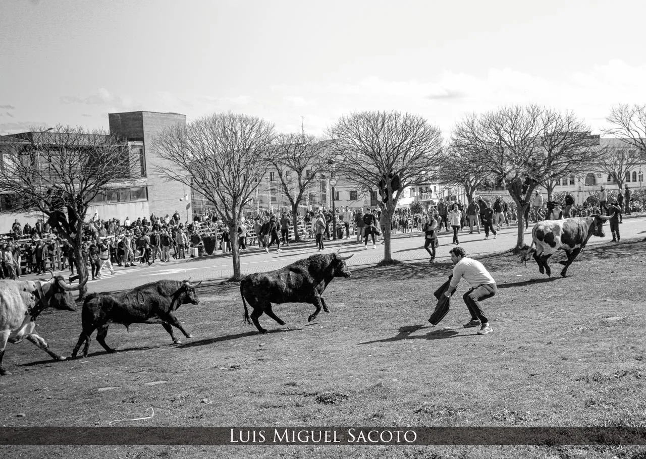 Foto 11 - Sale a la venta el calendario del Carnaval del Toro 2026/27