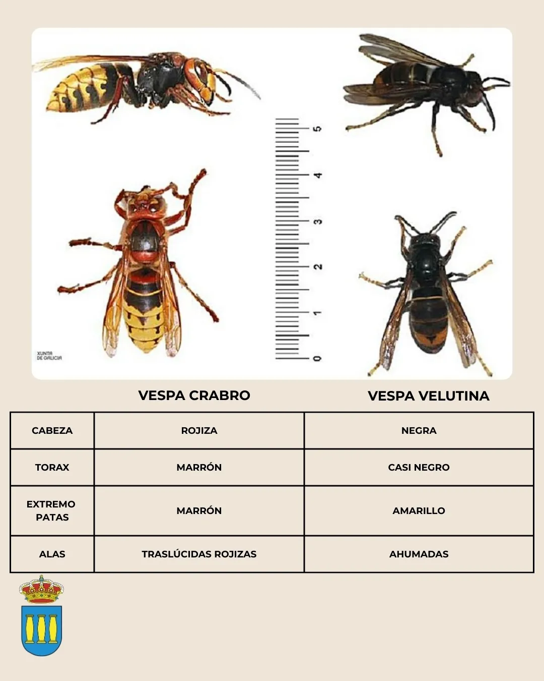 Foto 3 - Localizan un nido inactivo de avispa asi&aacute;tica en Ciudad Rodrigo 