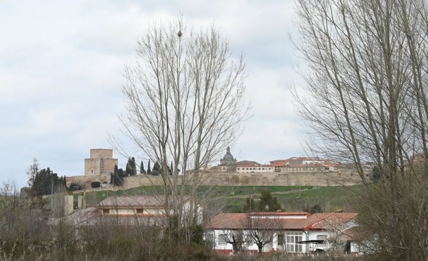 Foto 2 - Localizan un nido inactivo de avispa asi&aacute;tica en Ciudad Rodrigo 