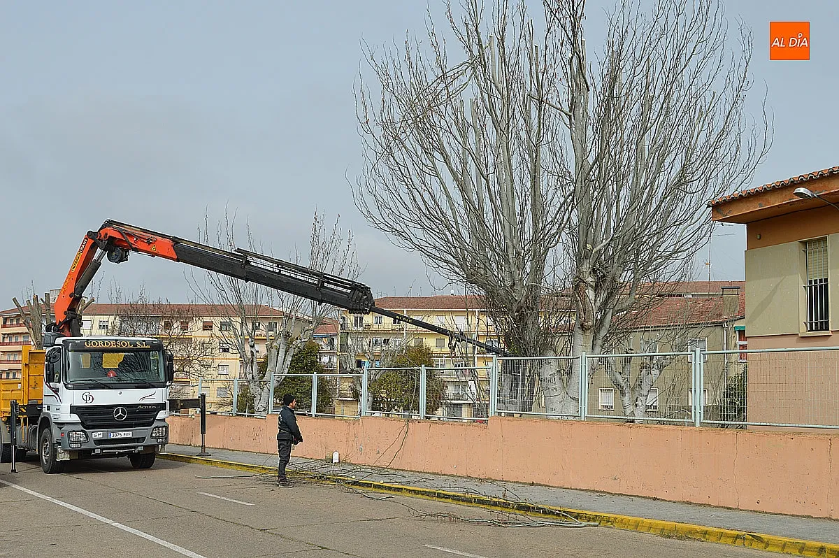 Trabajos de jardinería 