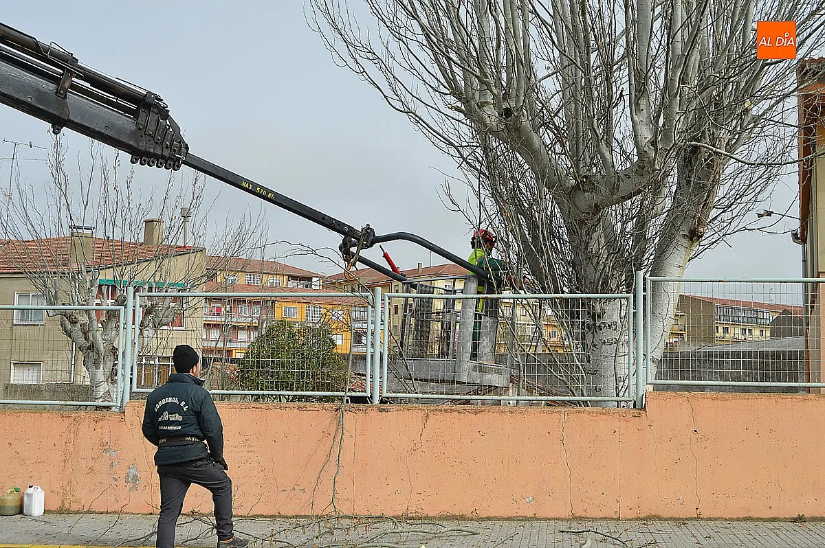 Trabajos de jardinería 